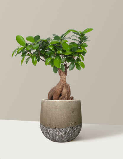 Bonsai Ficus Ginseng