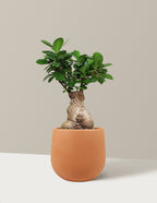 Bonsai Ficus Ginseng