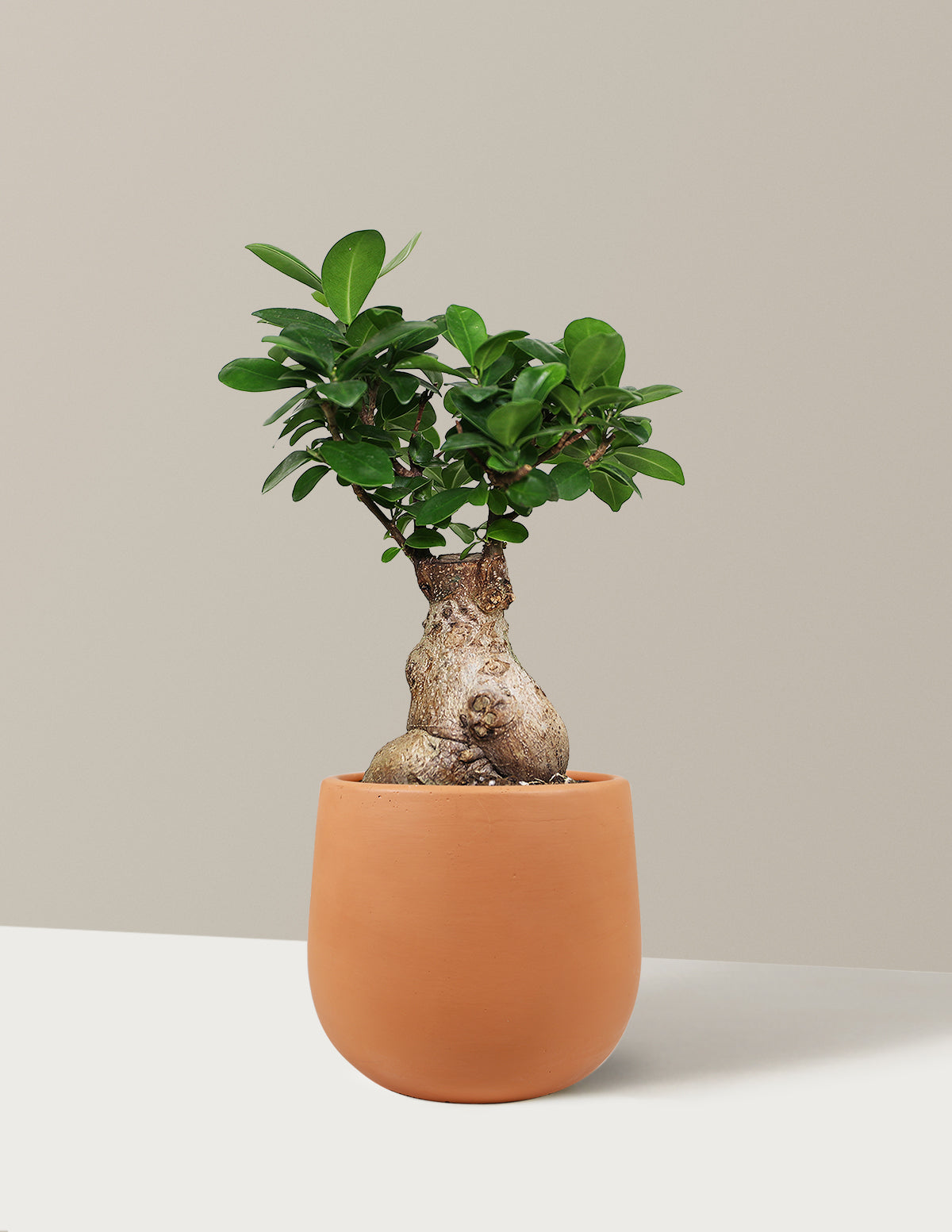 Bonsai Ficus Ginseng