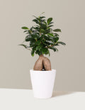 Bonsai Ficus Ginseng