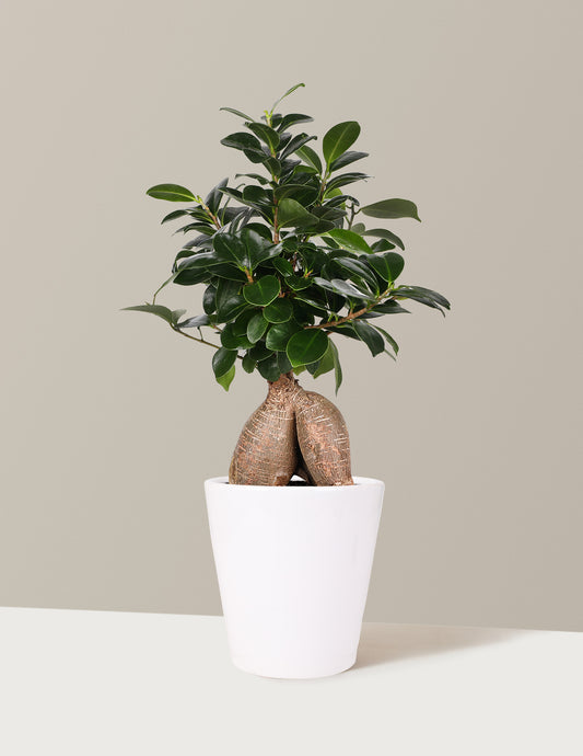 Bonsai Ficus Ginseng