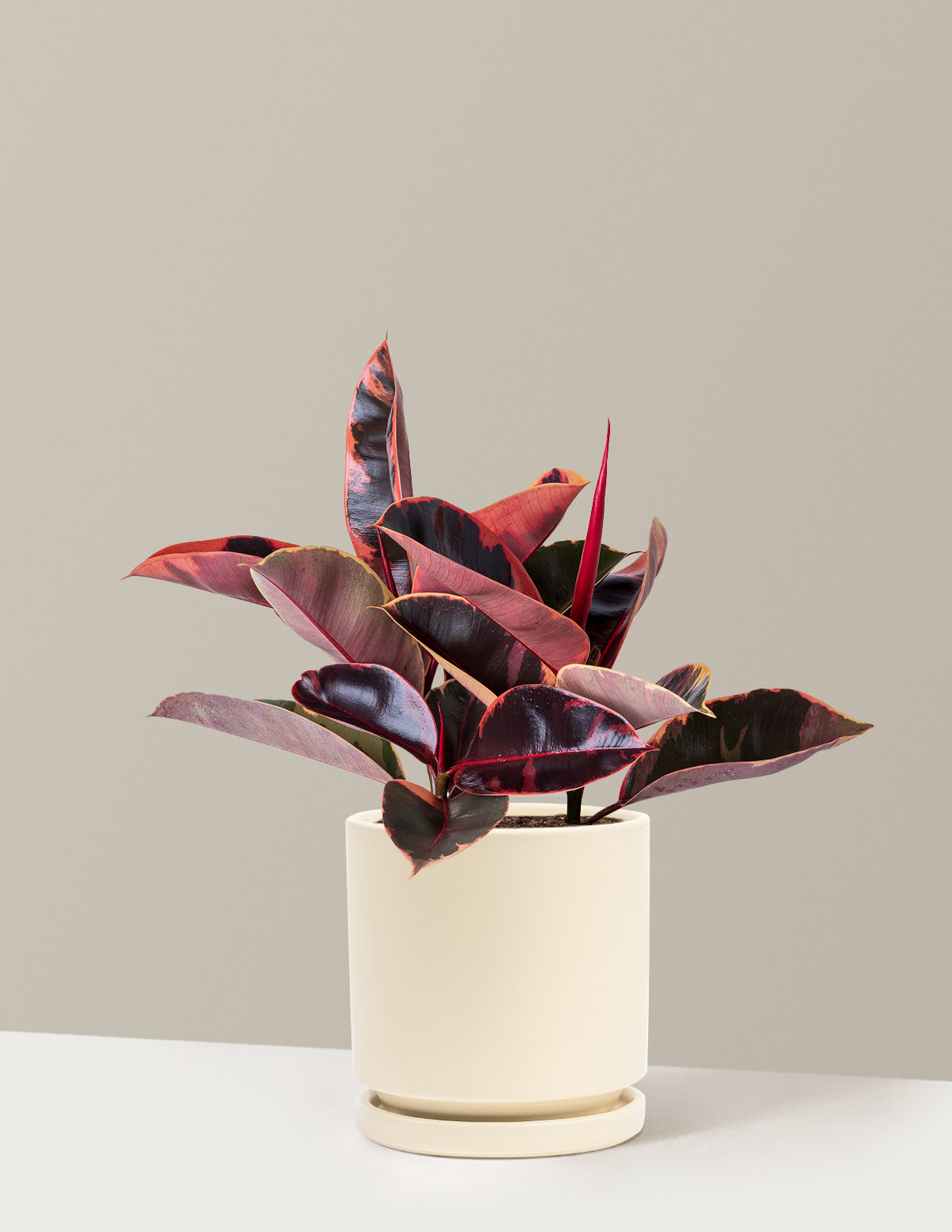 Ficus Ruby