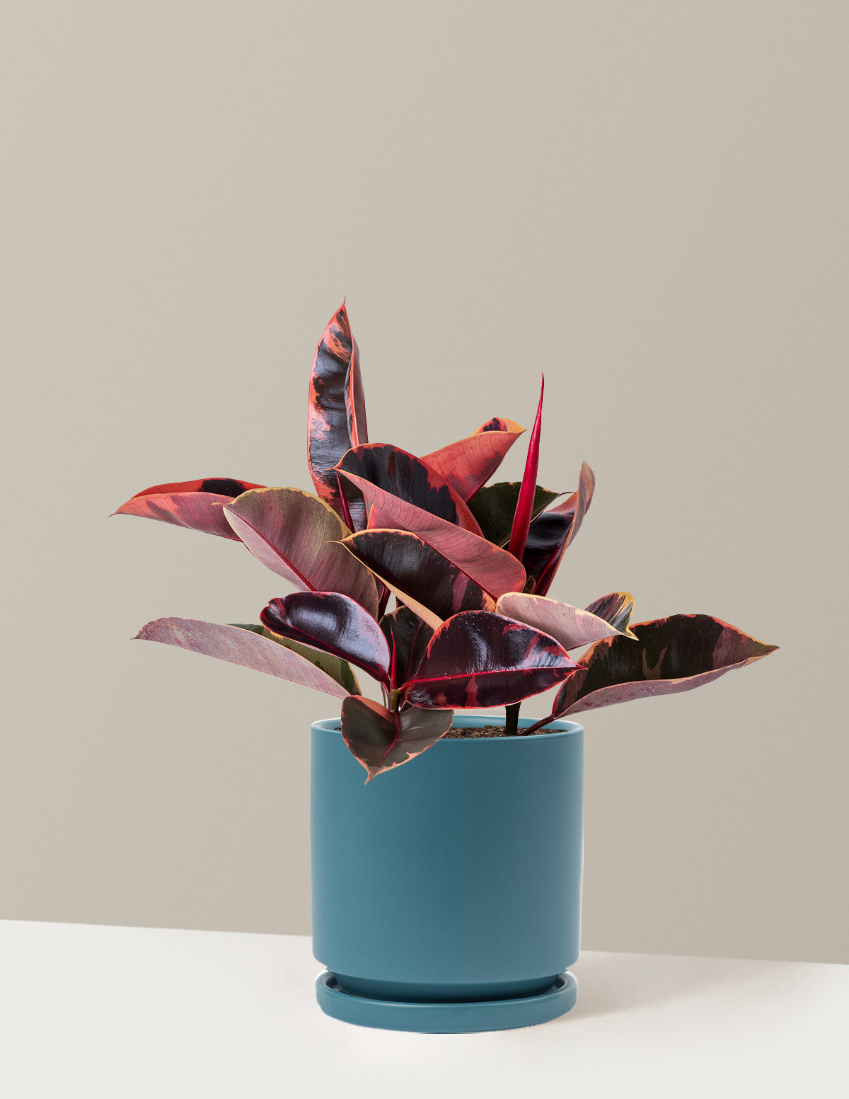 Ficus Ruby