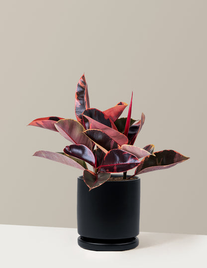 Ficus Ruby