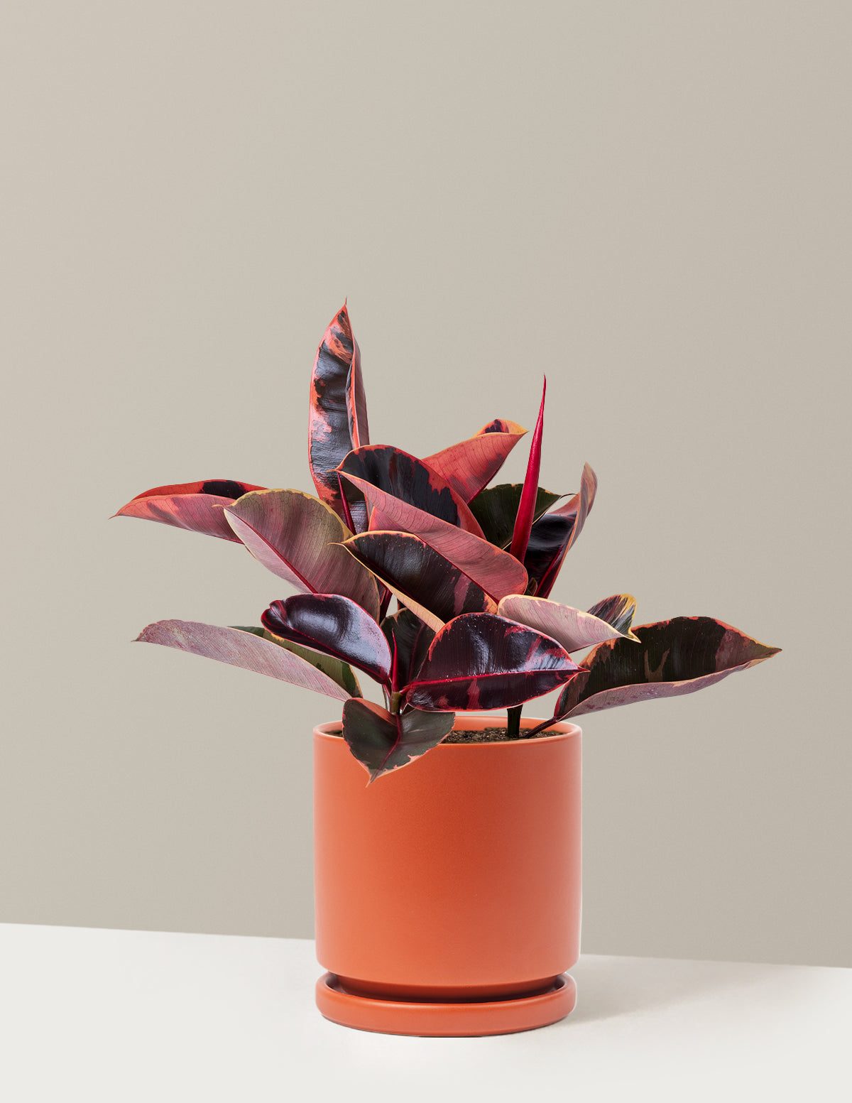 Ficus Ruby