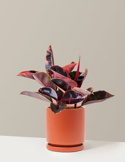 Ficus Ruby