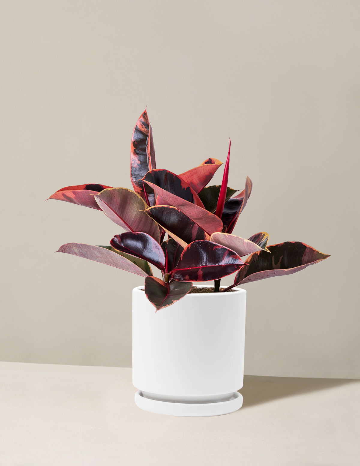 Ficus Ruby
