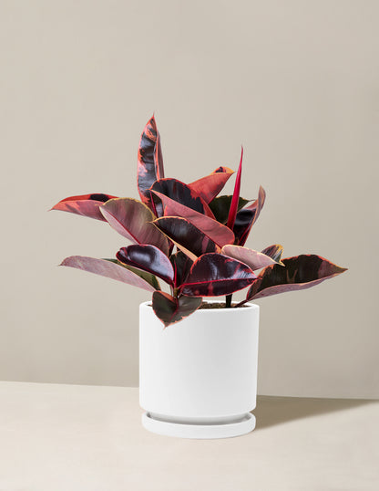 Ficus Ruby