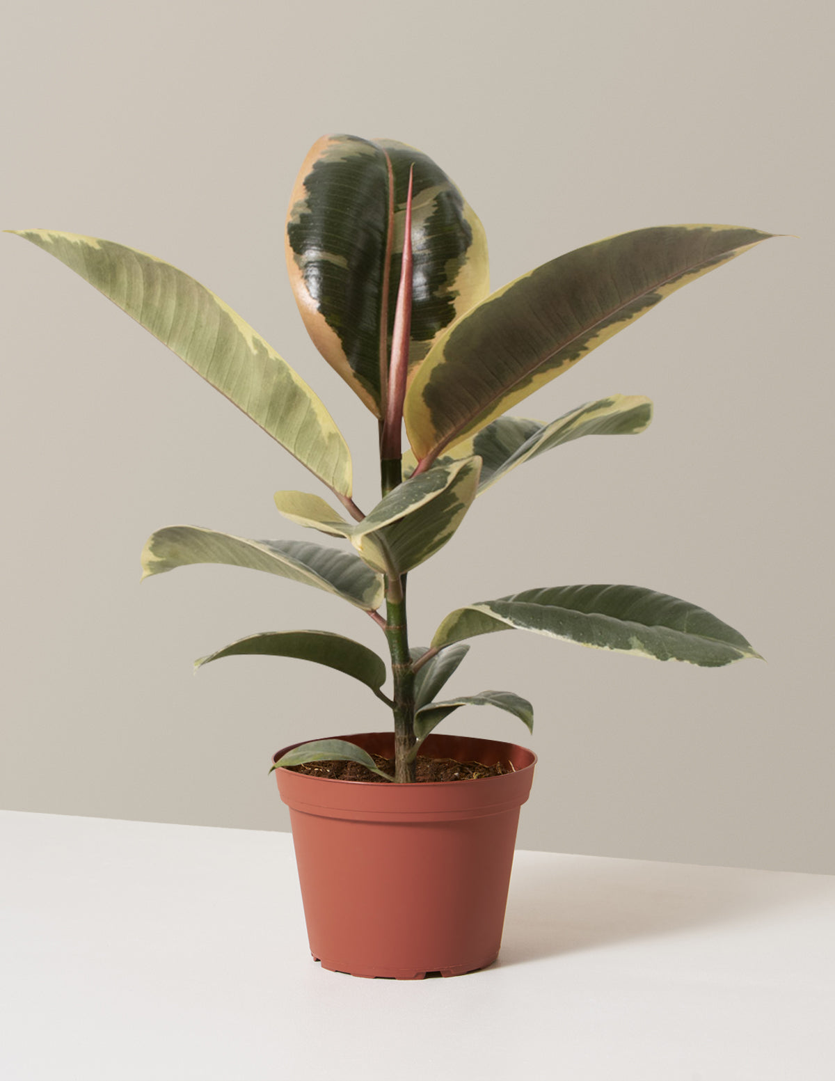 bundle | Medium | Grow Pot