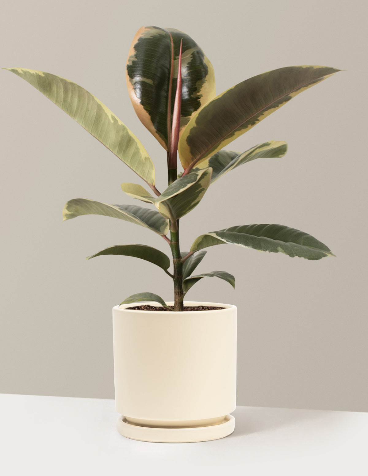 Ficus Tineke