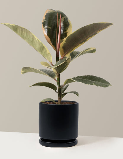 Ficus Tineke