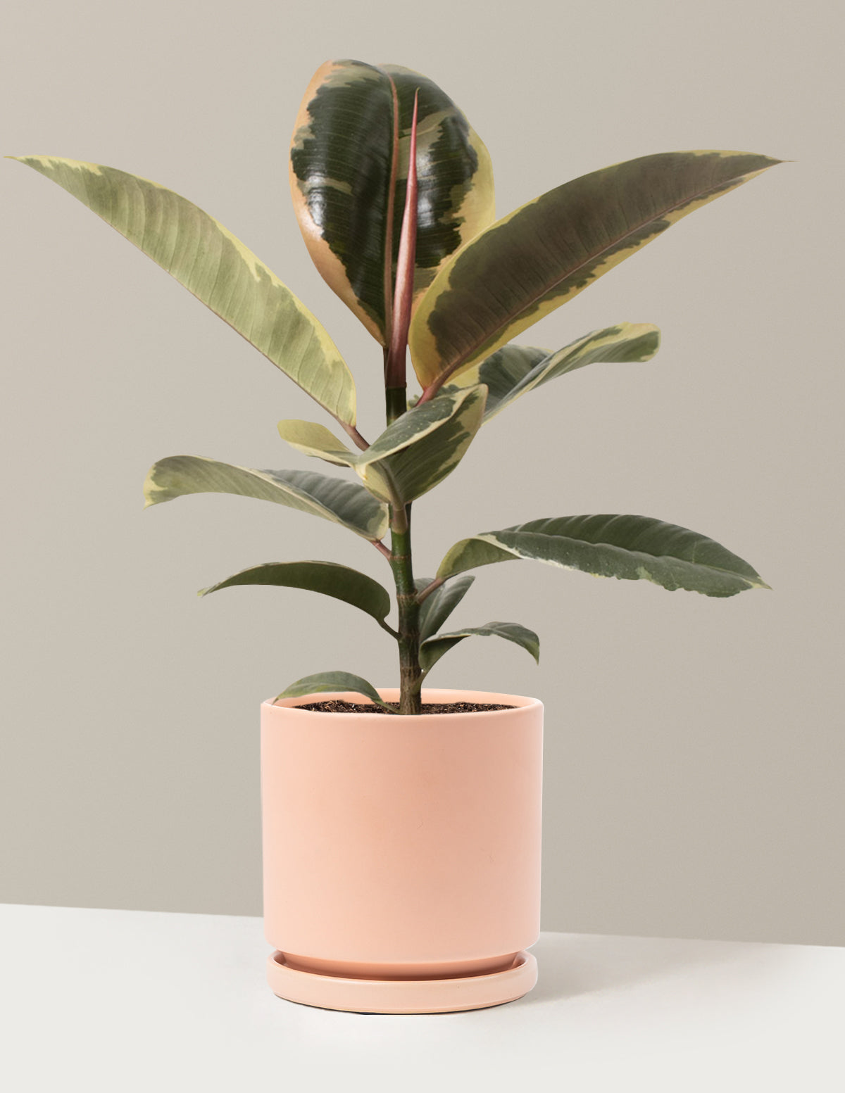 Ficus Tineke