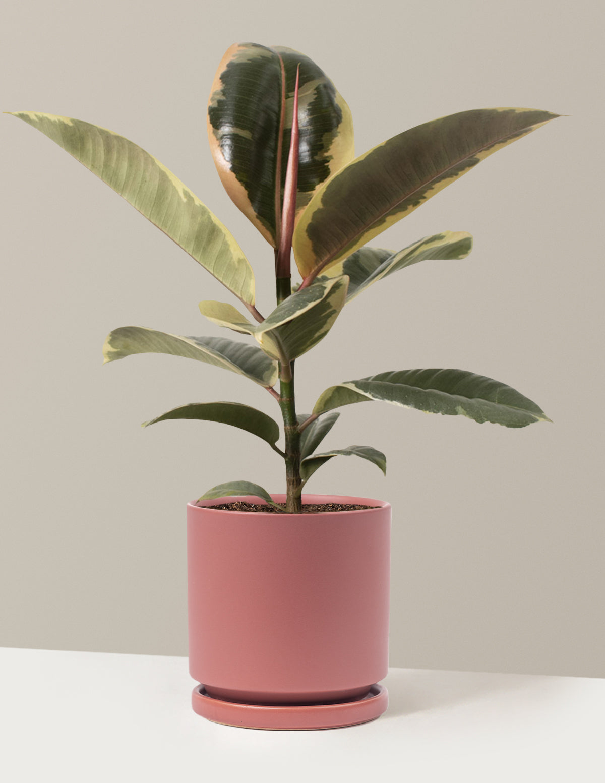 Ficus Tineke