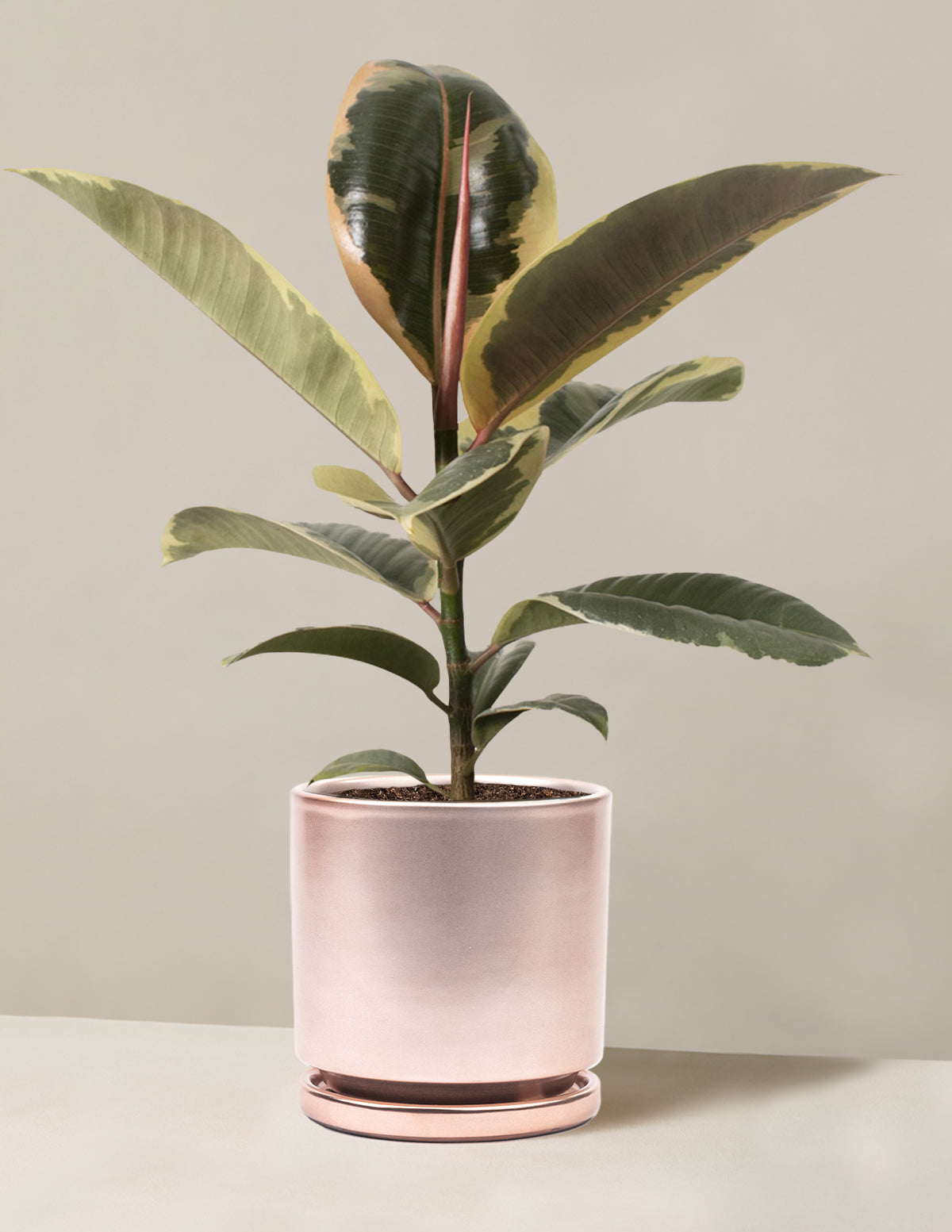 Ficus Tineke