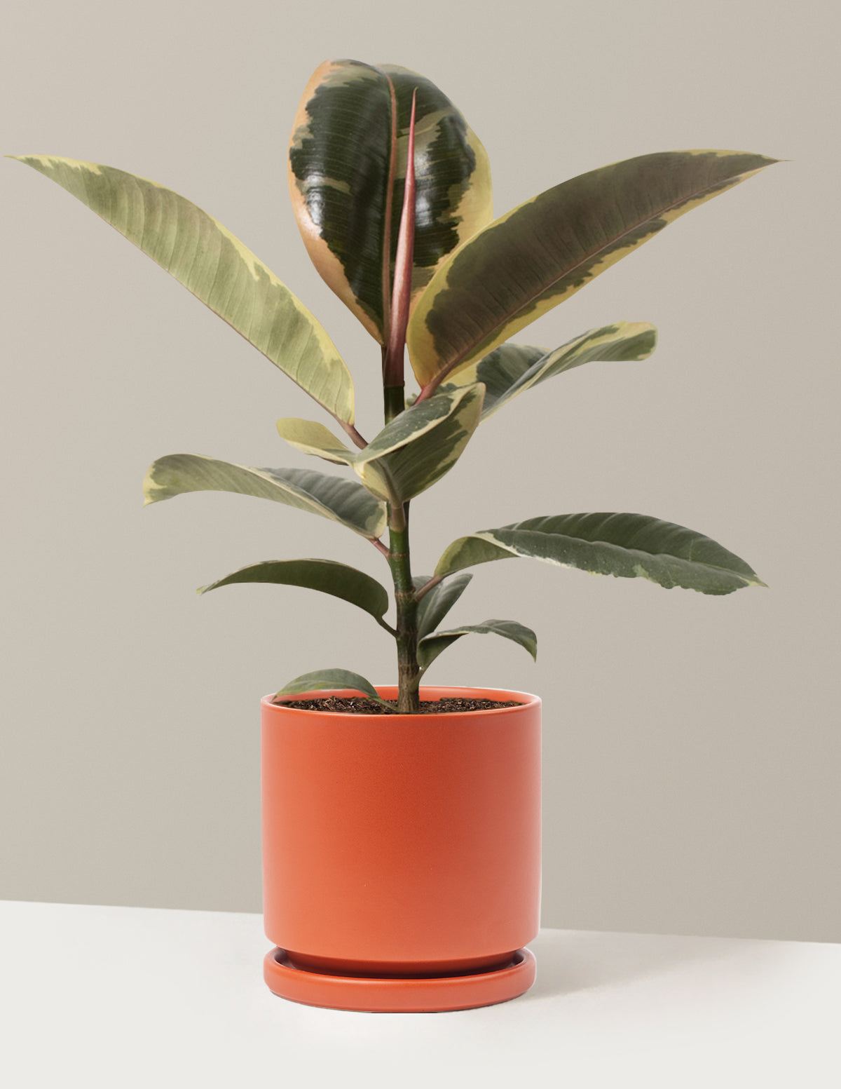 Ficus Tineke