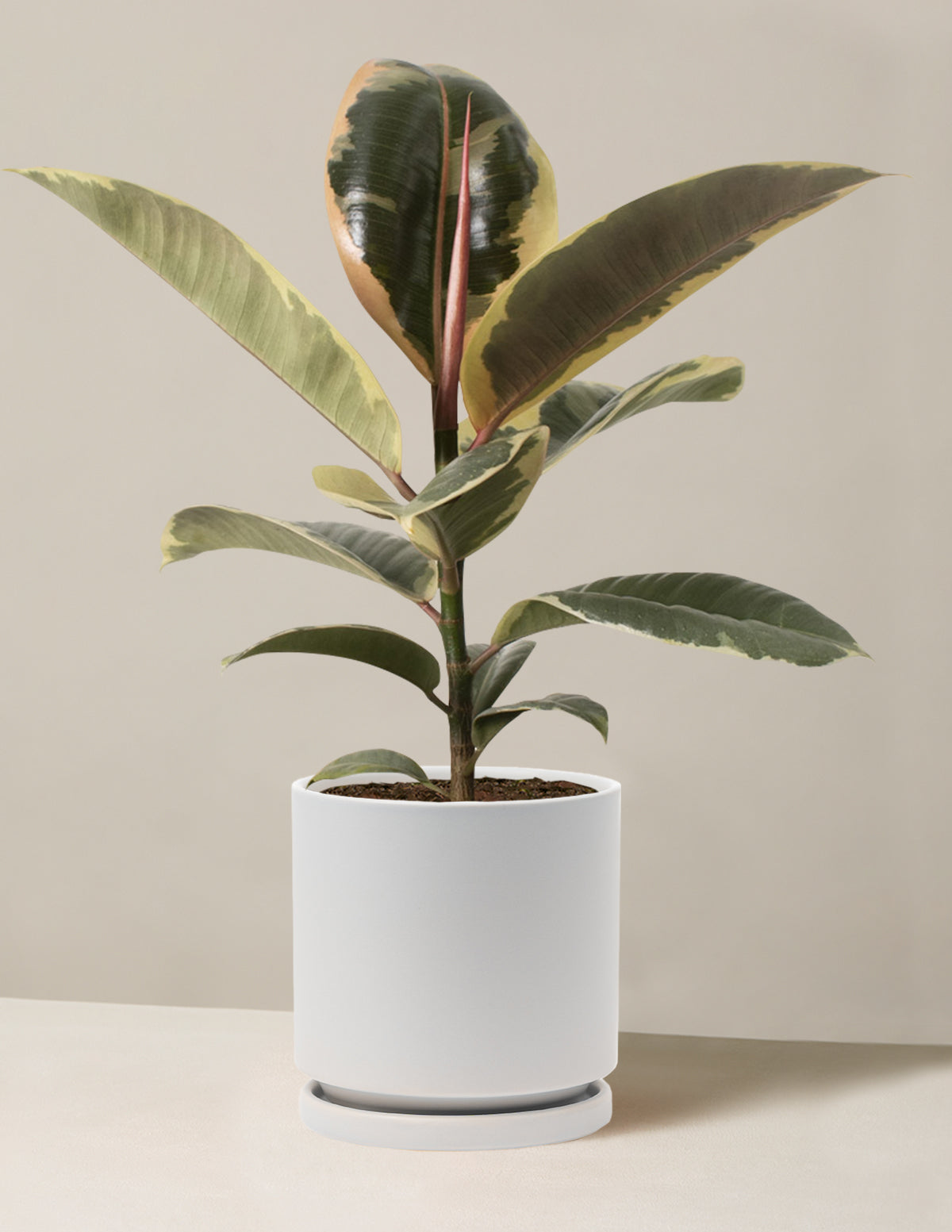 tineke rubber tree plant Ficus Tineke Bush Houseplant with Planter - Large (2-3' tall) Midnight Planter