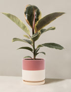 bundle | Medium | Isabella | Top Half Dusty Rose
