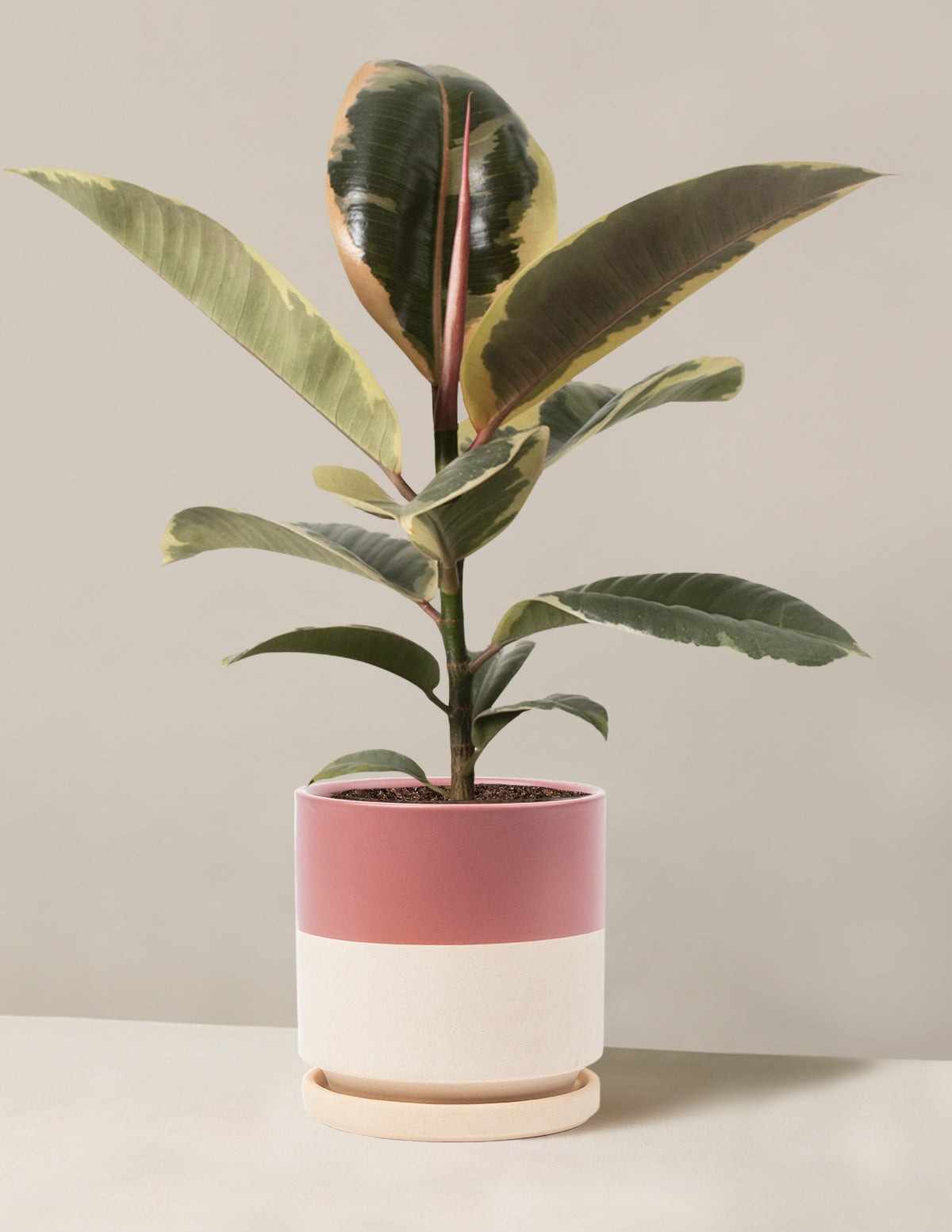 bundle | Medium | Isabella | Top Half Dusty Rose
