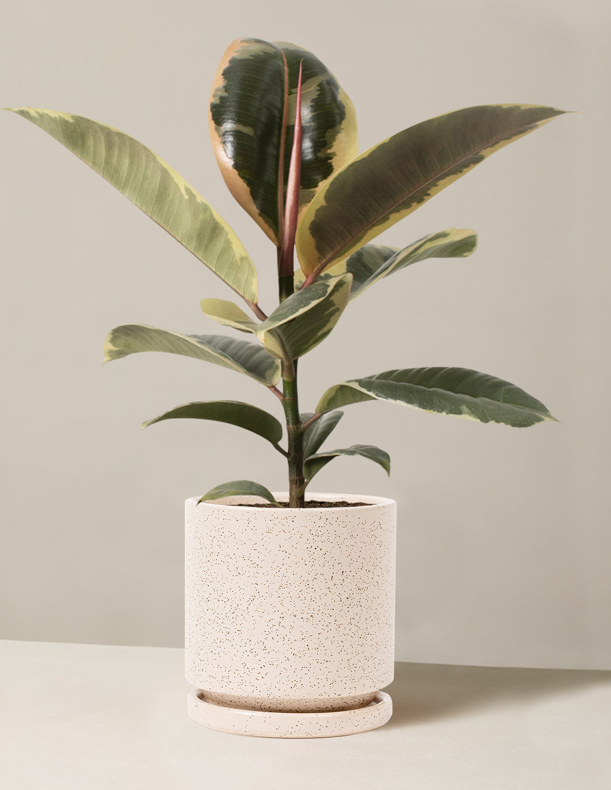 bundle | Medium | Isabella | White Sesame