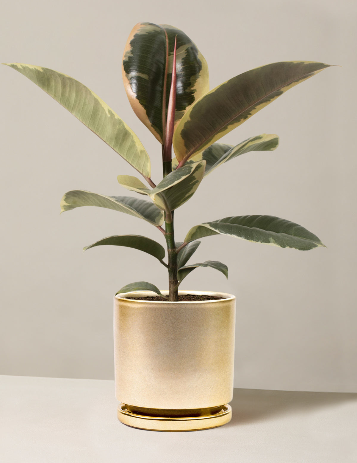 the sill rubber tree Ficus Tineke Bush Houseplant with Planter - Large (2-3' tall) Midnight Planter