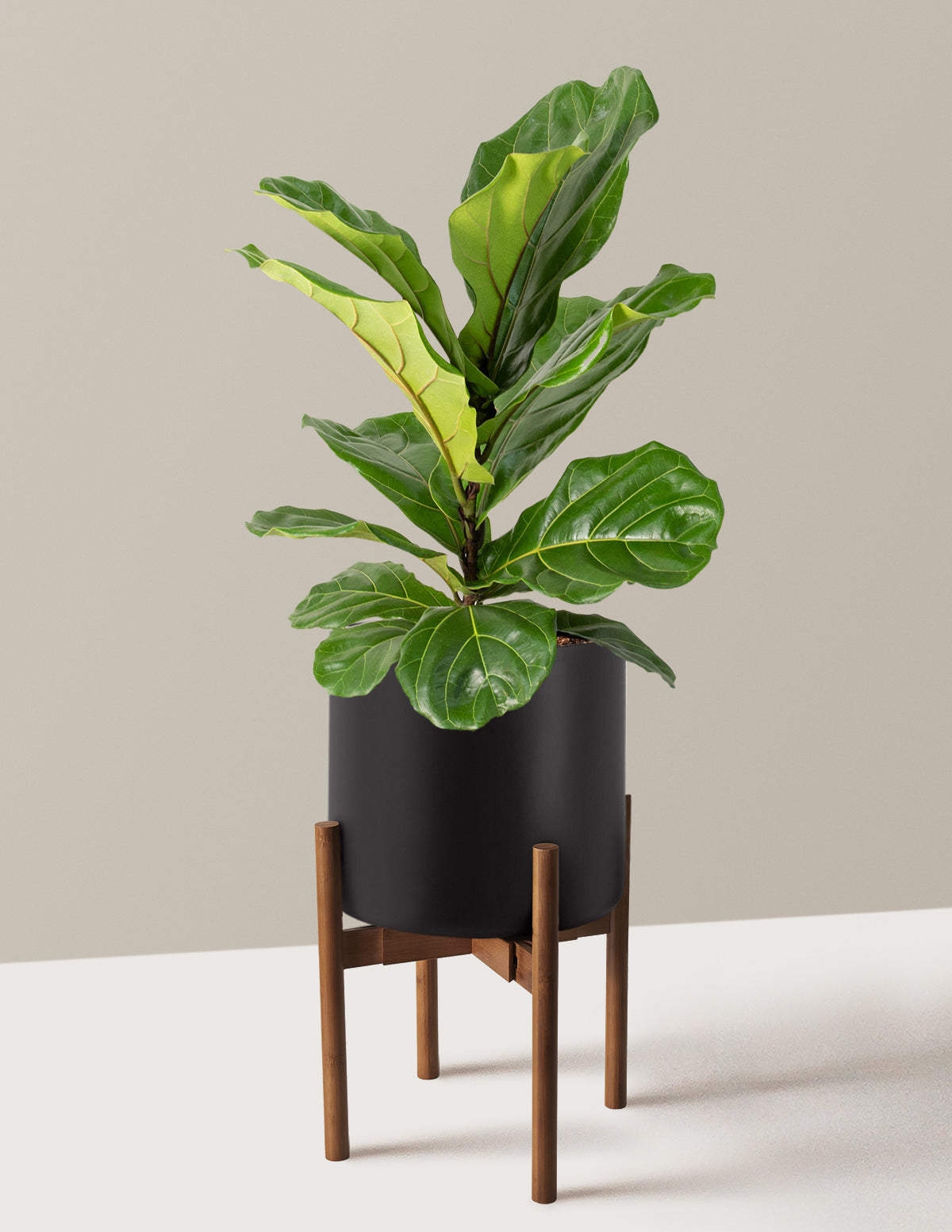 Fiddle Leaf Fig Bush