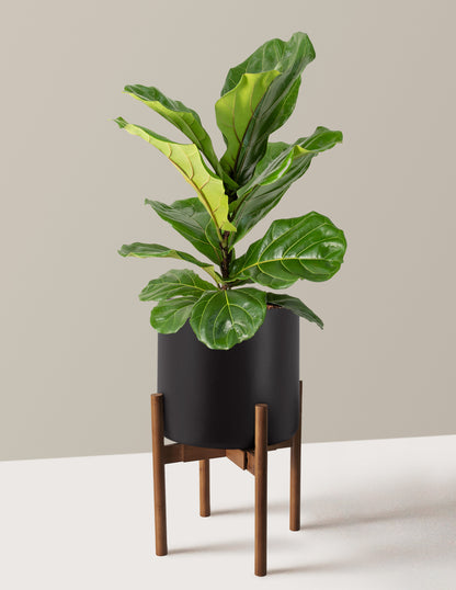 Fiddle Leaf Fig Bush