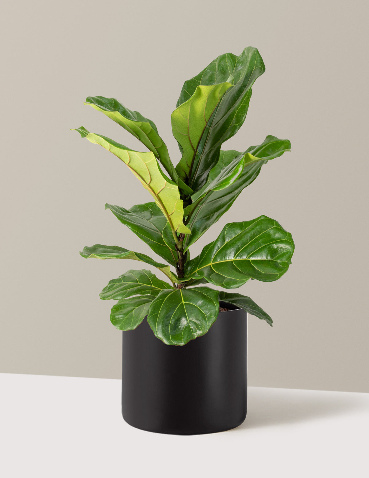 Fiddle Leaf Fig Bush