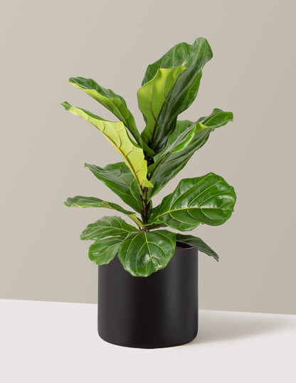 Fiddle Leaf Fig Bush