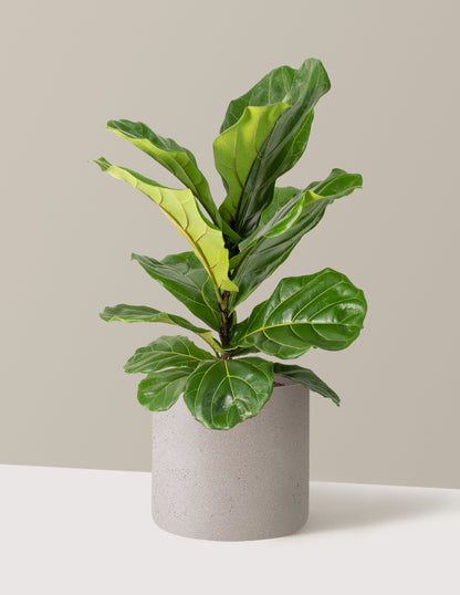 miniature fiddle leaf fig The Sill Large Fiddle Leaf Fig Bush Houseplants in Green