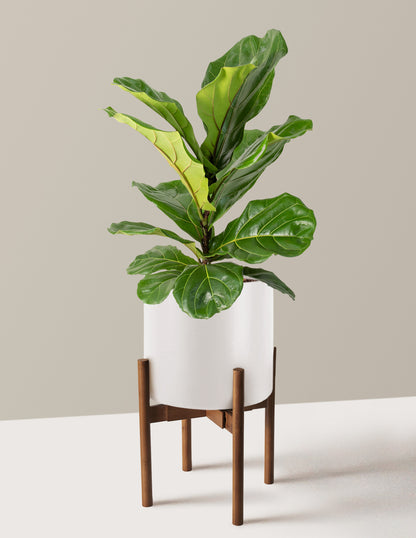 Fiddle Leaf Fig Bush