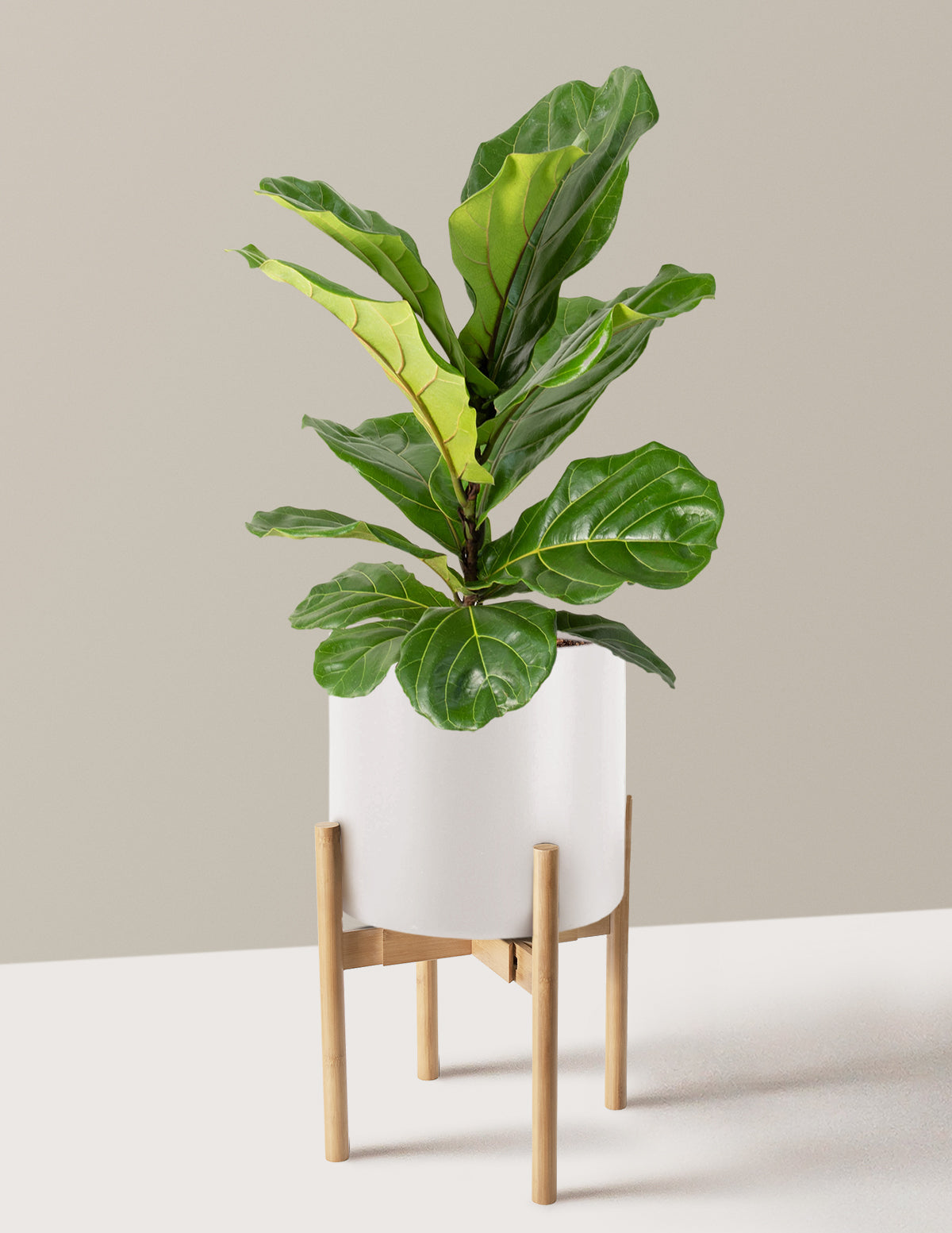 Fiddle Leaf Fig Bush