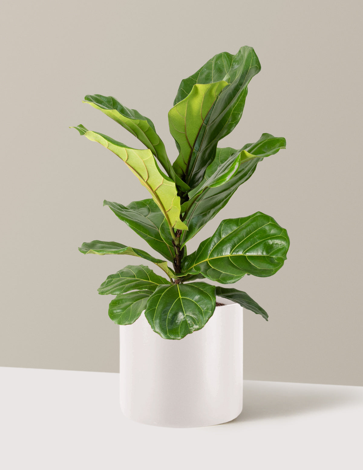 Fiddle Leaf Fig Bush