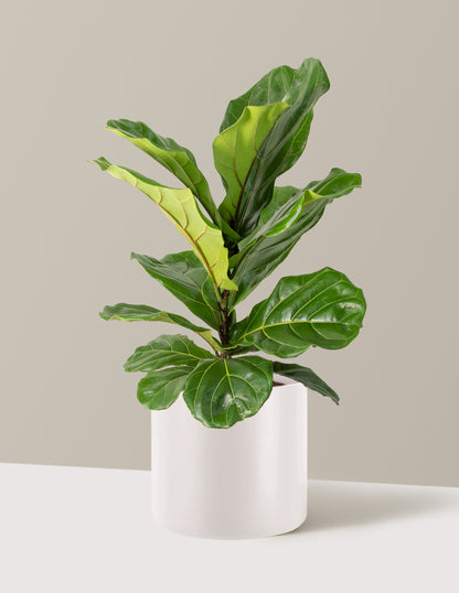 Fiddle Leaf Fig Bush