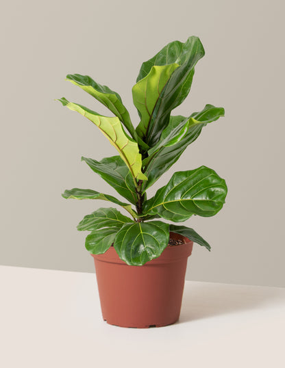 Fiddle Leaf Fig Bush