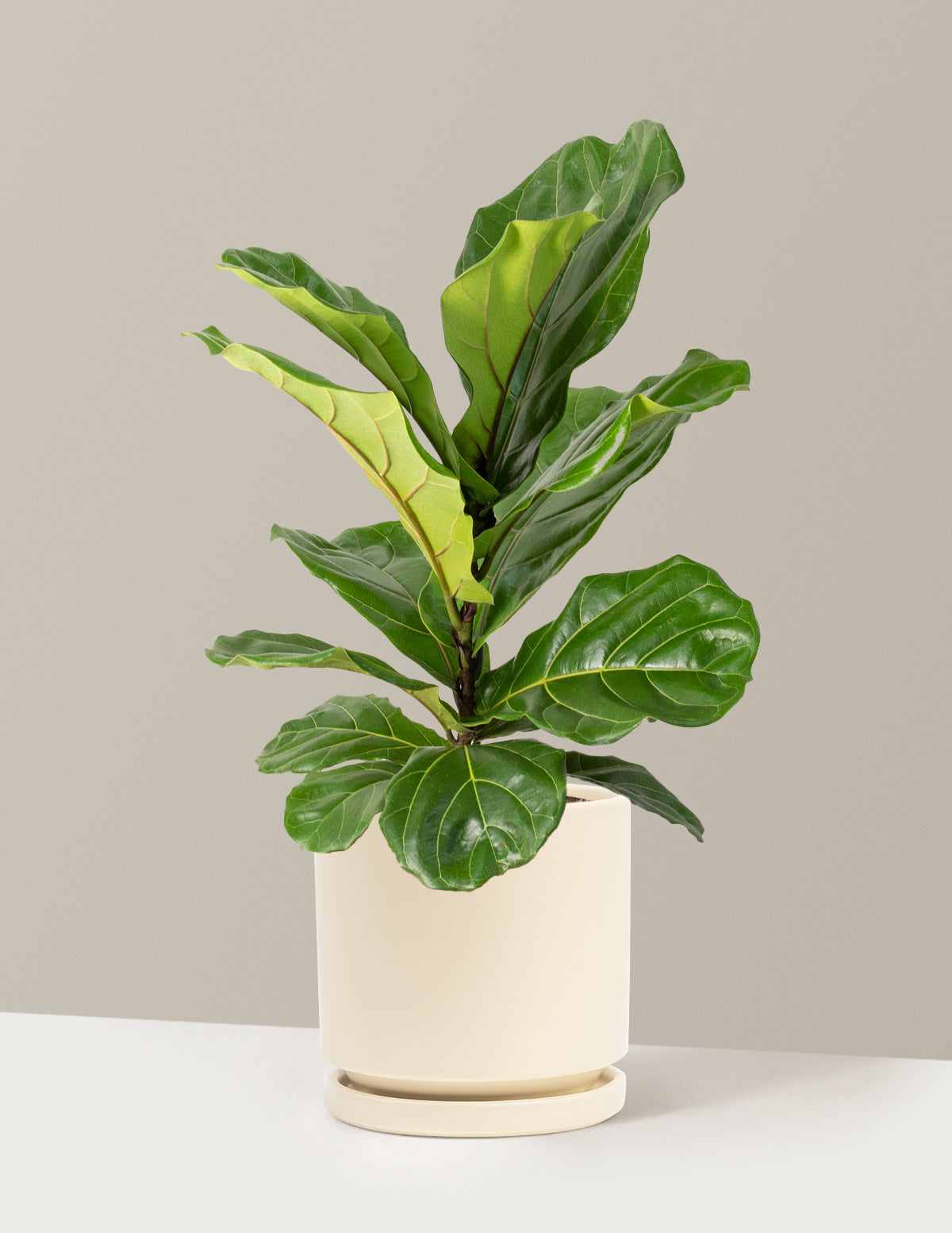 Fiddle Leaf Fig Bush