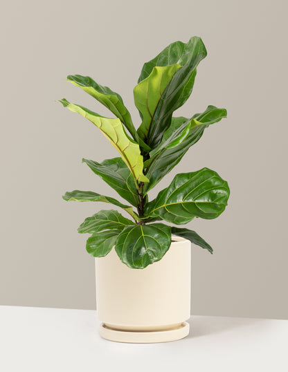 Fiddle Leaf Fig Bush