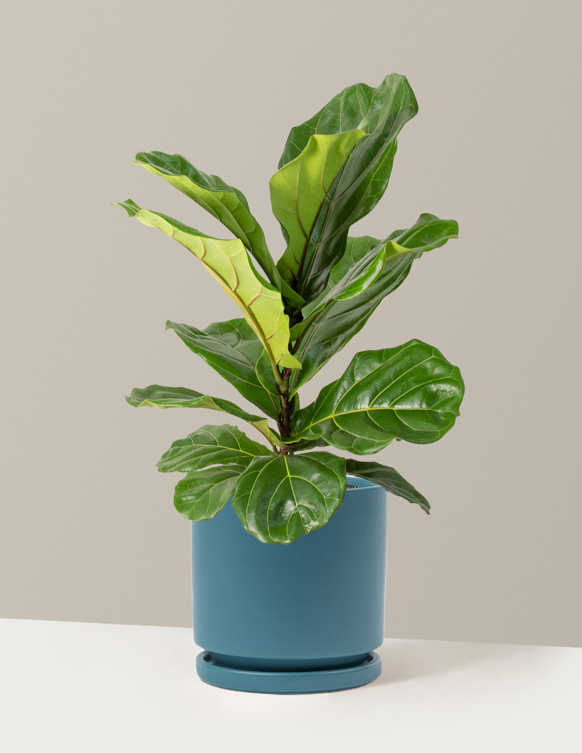Fiddle Leaf Fig Bush