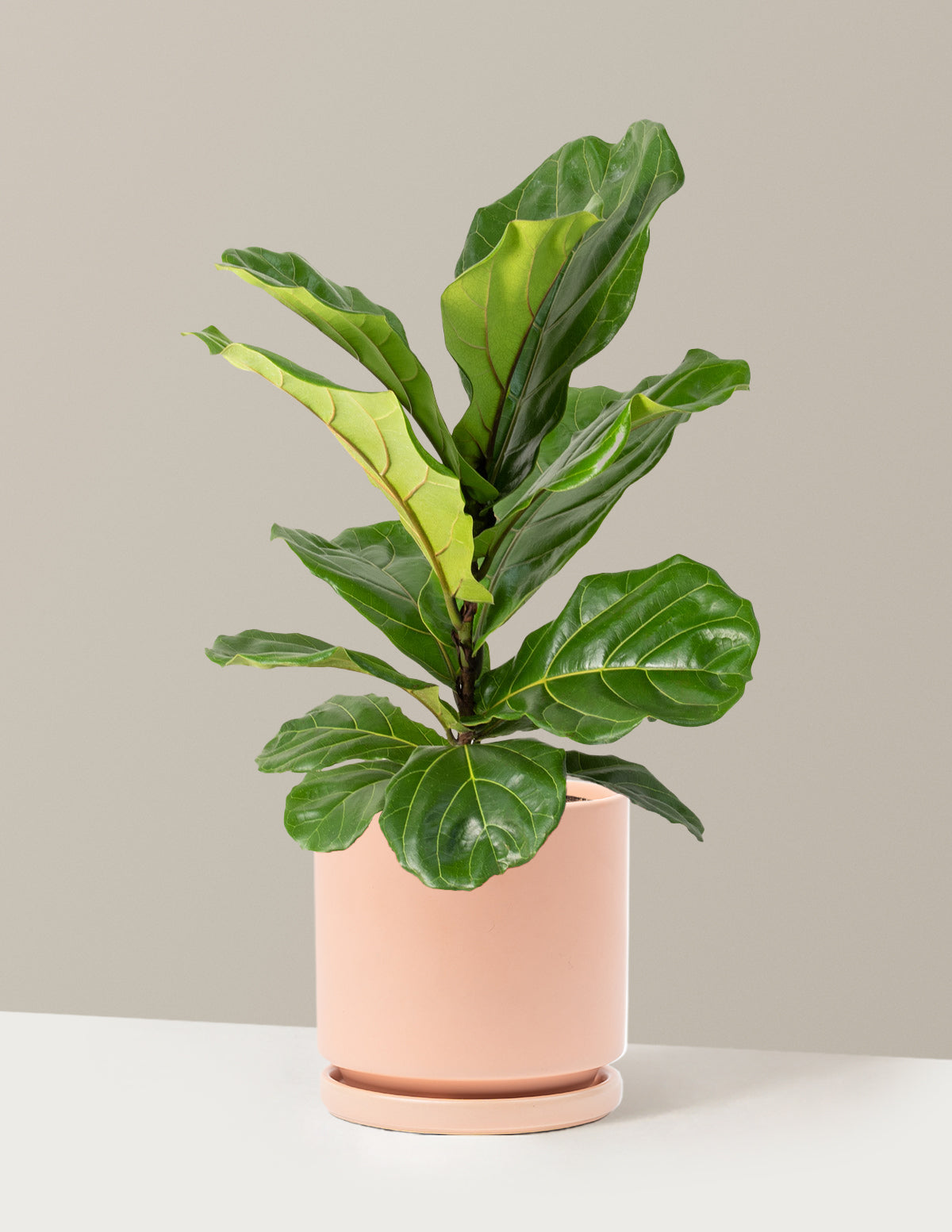Fiddle Leaf Fig Bush