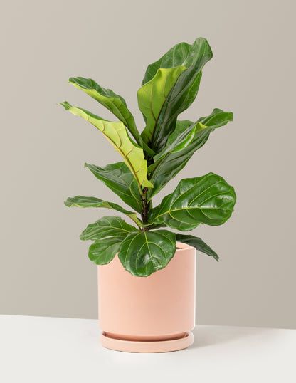 Fiddle Leaf Fig Bush
