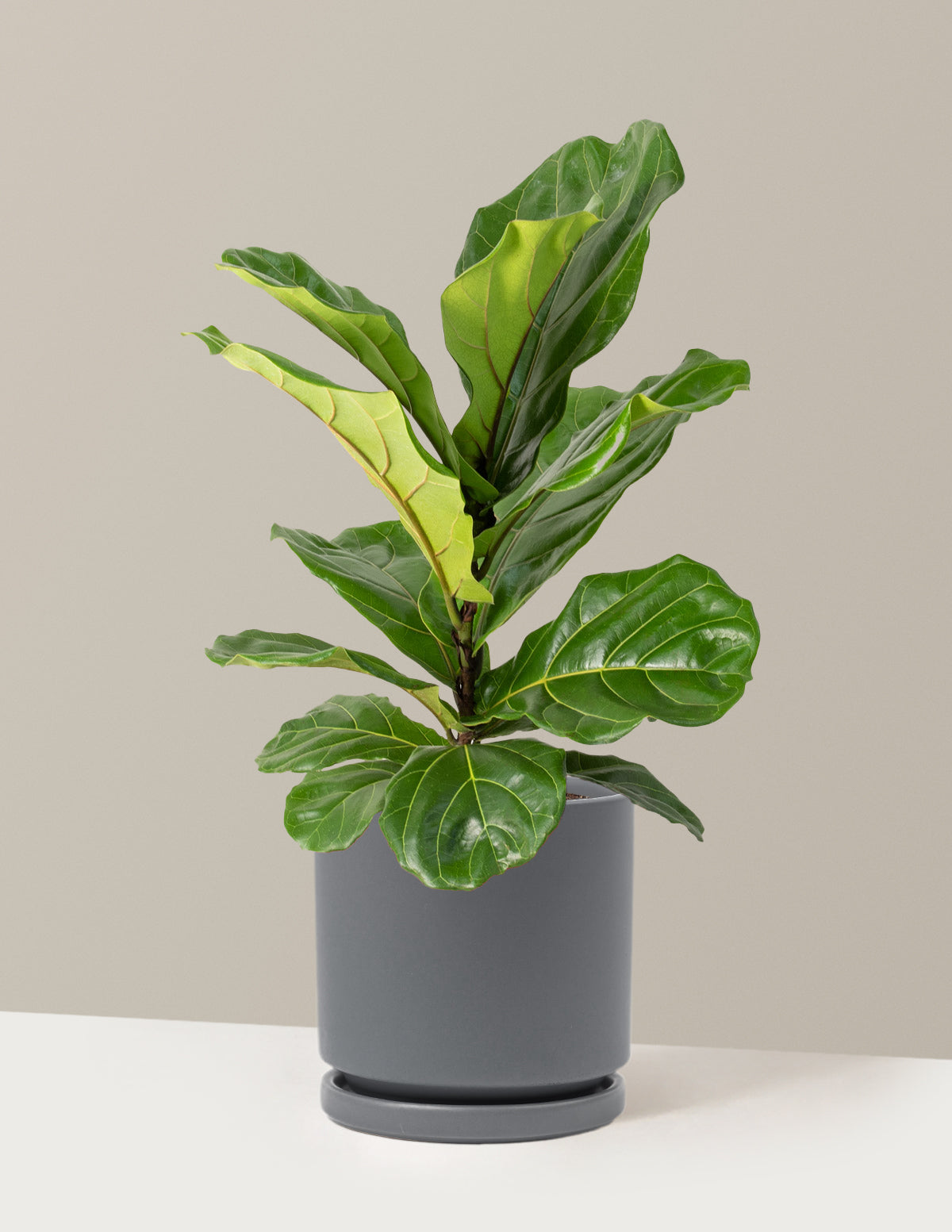 Fiddle Leaf Fig Bush