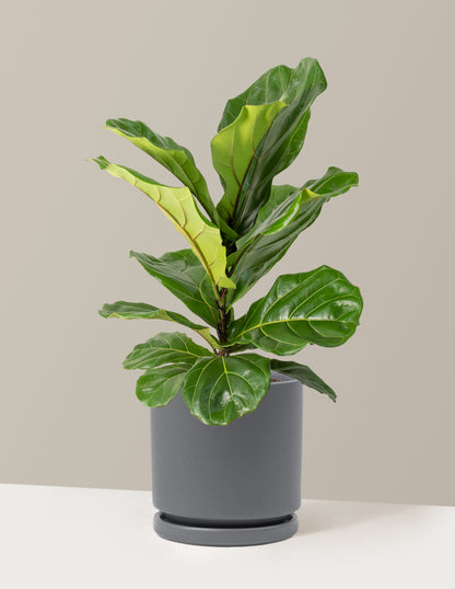 Fiddle Leaf Fig Bush