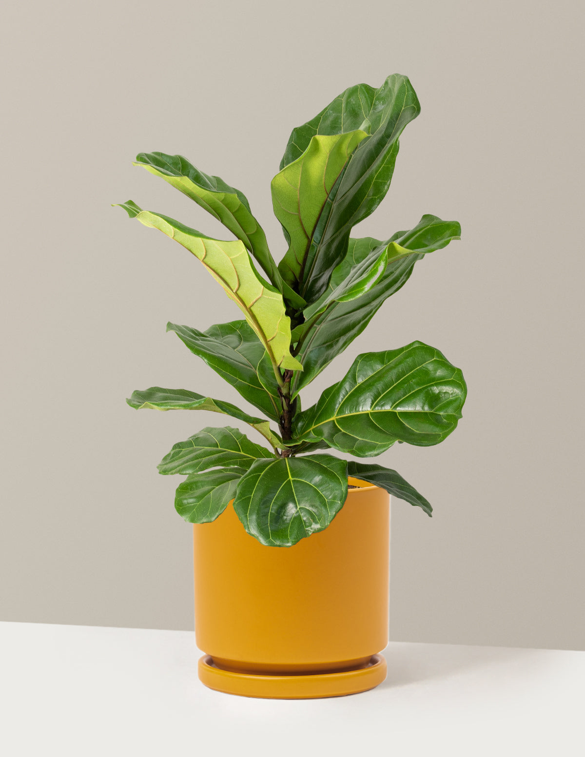 Fiddle Leaf Fig Bush
