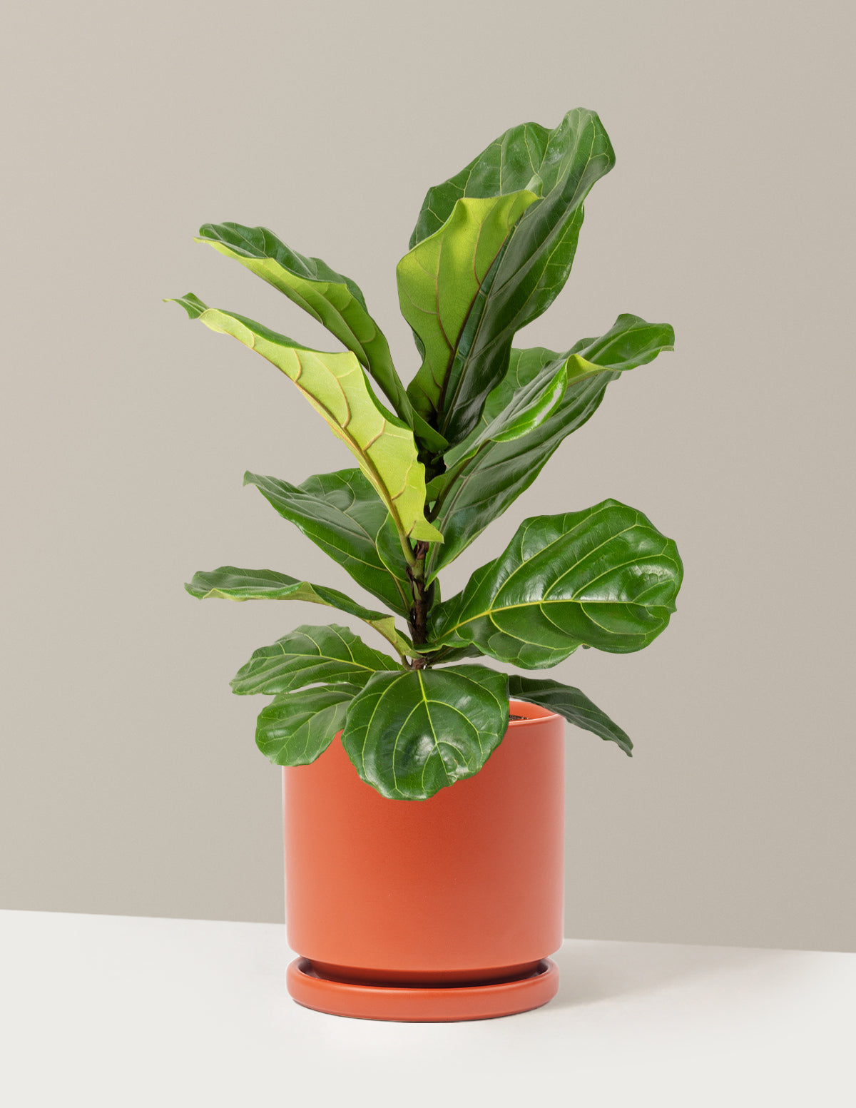 Fiddle Leaf Fig Bush