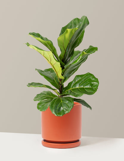 Fiddle Leaf Fig Bush