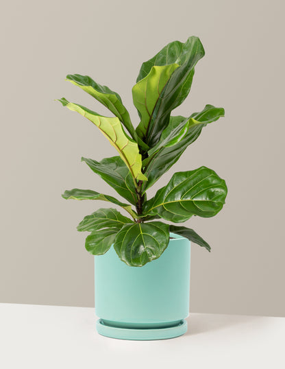Fiddle Leaf Fig Bush