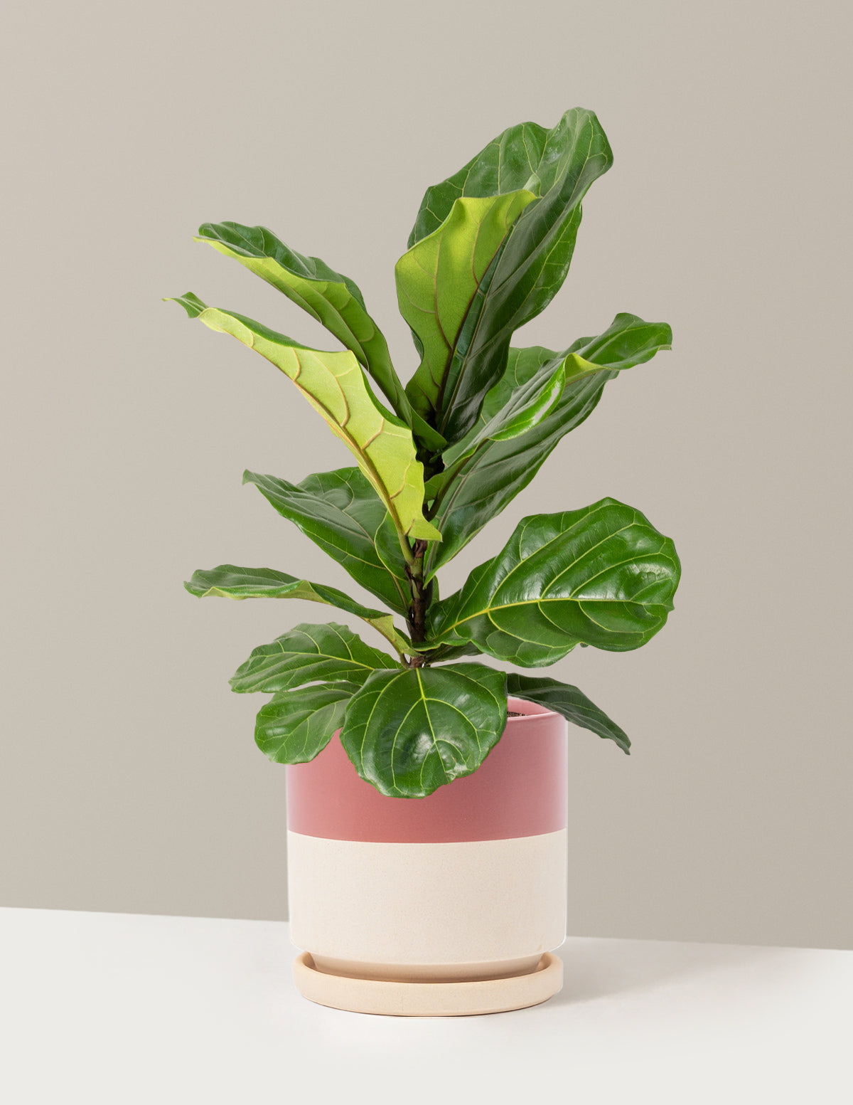 Fiddle Leaf Fig Bush