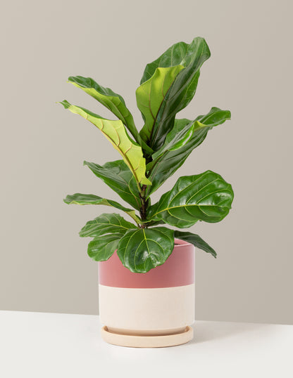 Fiddle Leaf Fig Bush