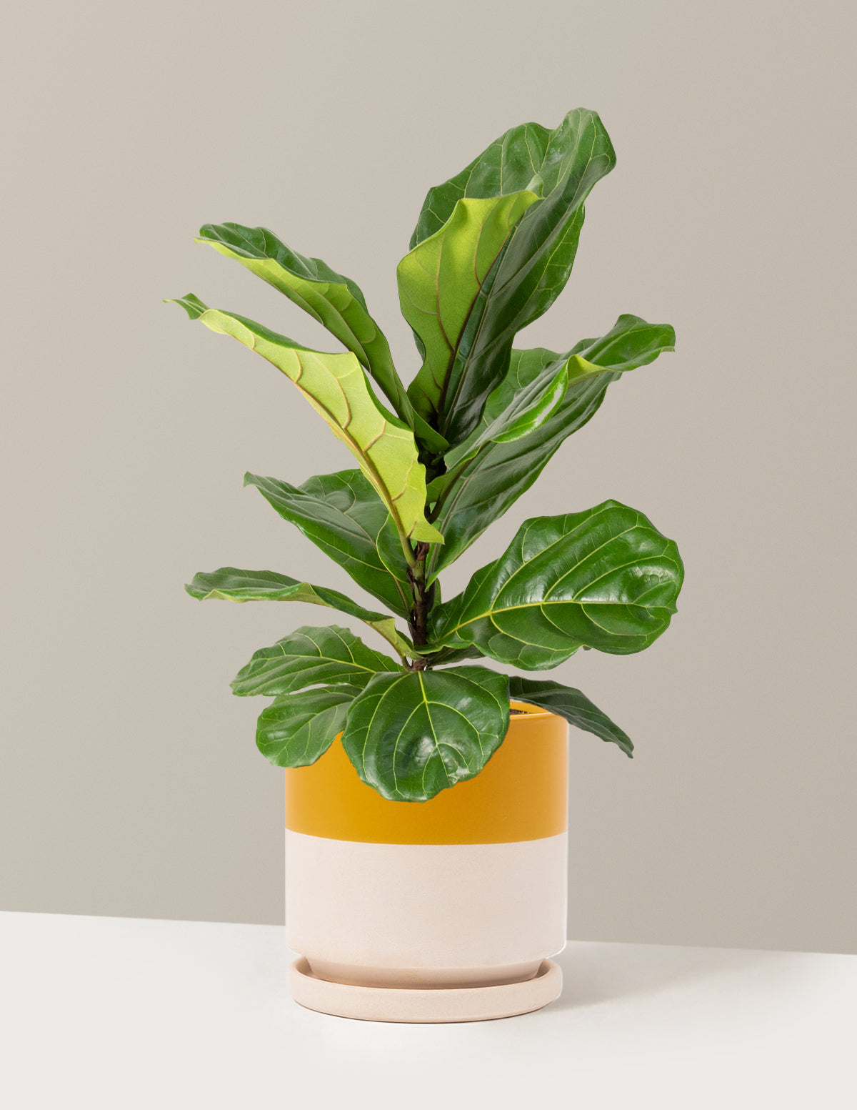 Fiddle Leaf Fig Bush