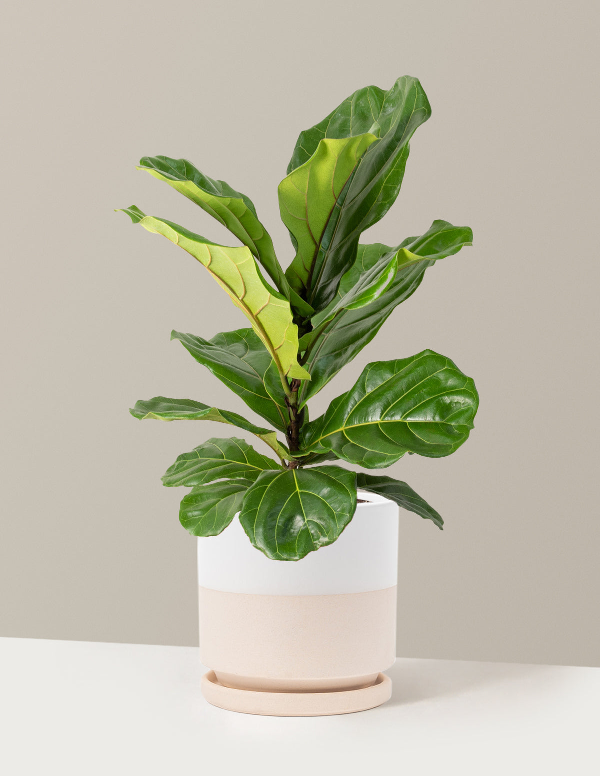 Fiddle Leaf Fig Bush
