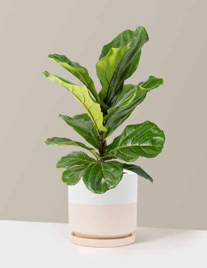 Fiddle Leaf Fig Bush